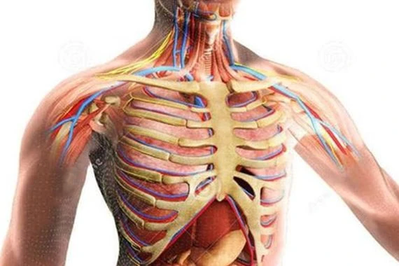 تعرف على أعضاء في جسمك تقوم بوظائف مهمة قد تجهلها