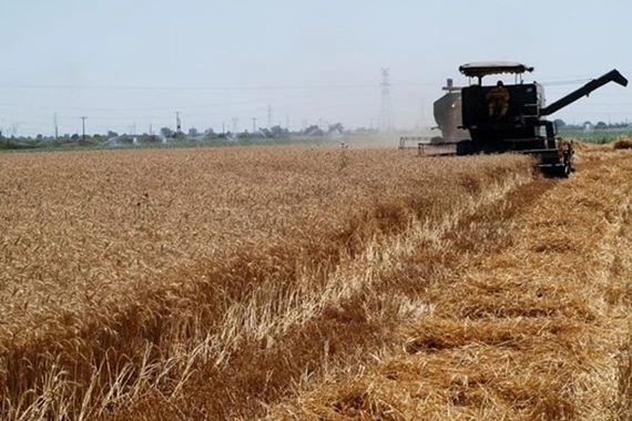 الزراعة الايرانية: شراء 8 ملايين طن من القمح المحلي