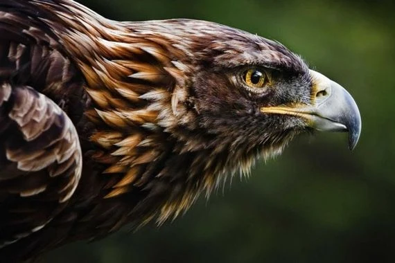 شاهد: نسر يلتهم أفعى حية في مشهد مرعب