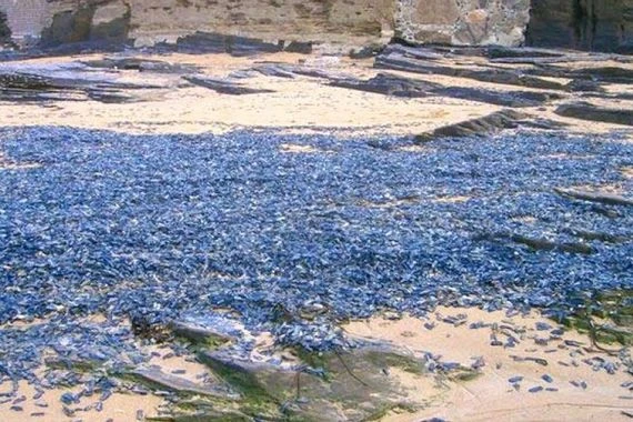 تعرف على الكائن الساحر..."فيليللا"
