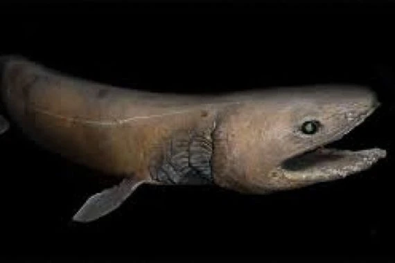 اكتشاف حفرية لسمكة قرش تشبه الثعبان في المغرب