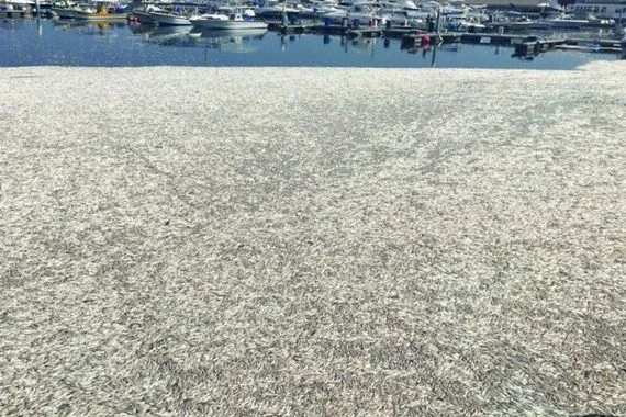 نفوق مفاجئ لآلاف الأسماك في مسقط