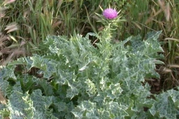 الفوائد الصحية لنبات الخرفيش أو حليب الشوك