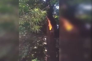 فيديو: سبحان الله... نار تخرج من شجرة ولا تحرقها!