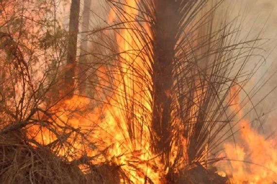 بالفيديو.. حرائق شديدة تجتاح بساتين "سنيجه" في ديالى