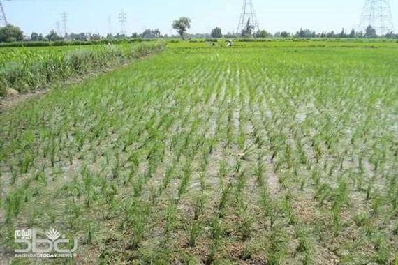 الزراعة: الكمية المنتجة من رز العنبر تغطي 60 بالمئة من الحاجة المحلية