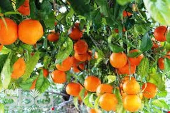 قلصت انتاج البرتقال 30%.. "الذبابة البيضاء" تغزو بساتين ديالى