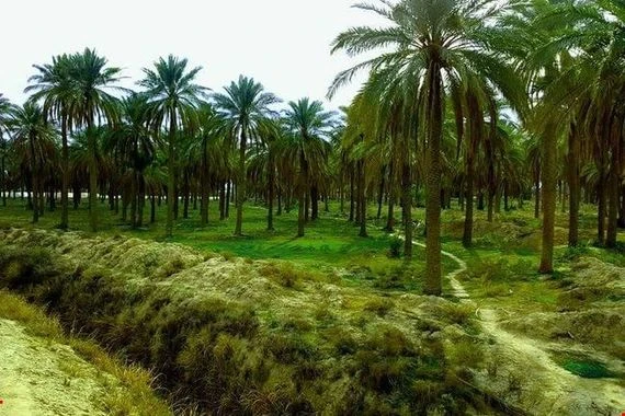 ’وضع حرج للغاية’.. 50 يوما بلا مياه تضع بساتين ديالى على شرفة الهلاك