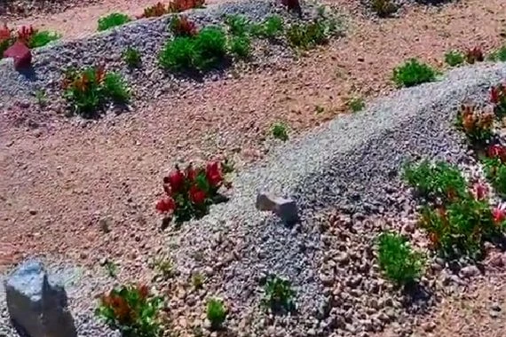 مقابر تنبت ورودًا في السعودية بشكل نادر مع وصول شهر رمضان