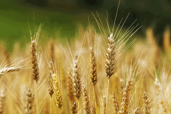 العراق يشتري 3 ملايين طن من القمح المحلي ويقيد زراعة الأرز