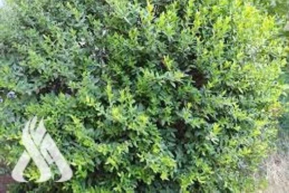 الياس.. إرث يجمع طقوس الأديان مهدد بالاندثار