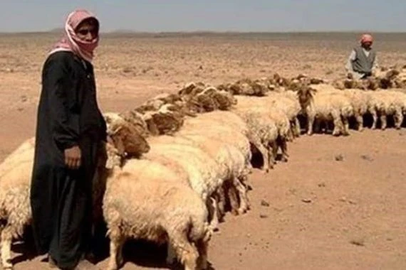 ترحيل 100 عائلة من رعاة الاغنام الى خارج صحراء الانبار