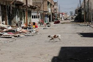 “كلب سائب” يفتح جبهة في الفلوجة ويتسبب بوفاة واصابة عناصر بالحشد العشائري