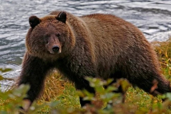 تشريح دب روسي يعود لـ3500 عام