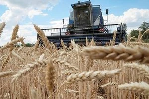 موسكو: قرار صفقة الحبوب مرهون باحترام مصالحنا