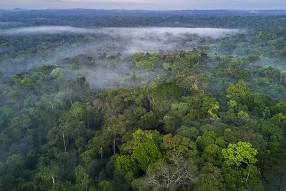 علماء يكتشفون دبورا مرعبا في الأمازون