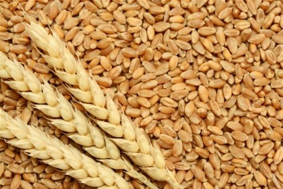 الهند تحظر تصدير القمح