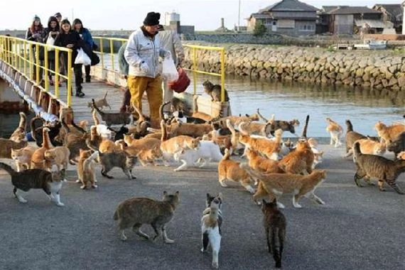 في هذه الجزيرة عدد القطط أكثر من السكان!