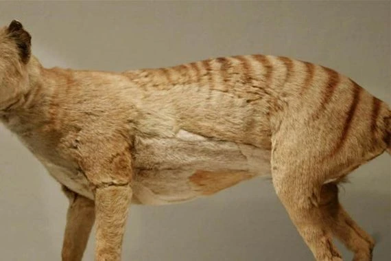 بعد فقدانه لسنوات.. اكتشاف بقايا آخر ذئب تسماني (صورة)