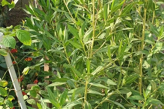 تسبب مشاكل بالجهاز التنفسي.. أشجار الكاربس "قنبلة موقوتة" تهدد البيئة العراقية