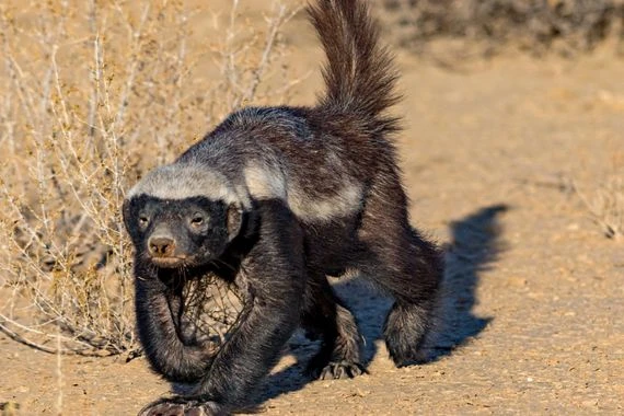 هوايته مهاجمة الحيوانات الشرسة في أوقات فراغه.. “غرير العسل” الحيوان الأكثر شجاعة على الإطلاق