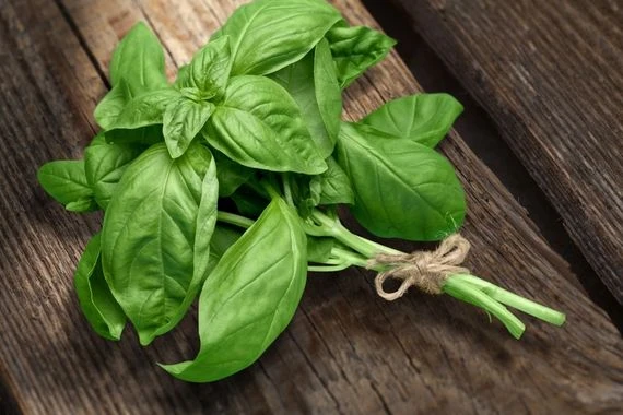 يقتل الجراثيم والبكتيريا في الجسم ومهم لصحة القلب.. ما هي فوائد نبات الحبق؟