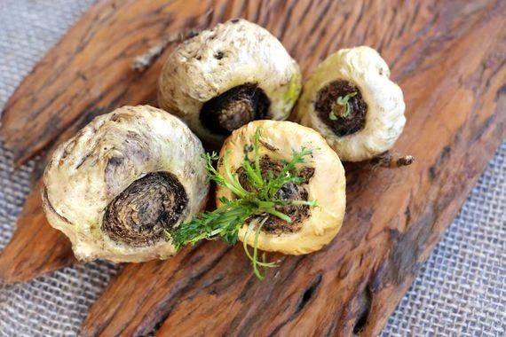 استُخدم في الطب الشعبي لفوائده الصحية.. ما هو نبات الماكا؟ وكيف يمكنك تناوله دون أعراض جانبية؟