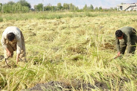 لإول مرة في العراق.. إطلاق مشروع بطاقة الكترونية خاصة بالمزارعين