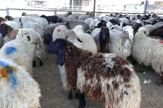 المسلخ العصري في أربيل: سعر ذبح المواشي أرخص بـ30-35%