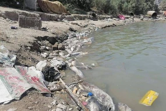 نفوق كميات كبيرة من الأسماك جنوبي العراق