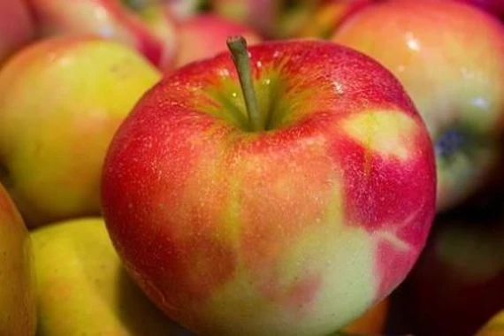 ماذا يعني للصحة تناول التفاح كل يوم؟