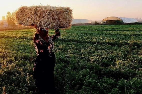 رحلتهن بدأت في الريف وانتهت بالحلم.. النساء الريفيات بالعراق يصارعن لاستقلال "الجيب" والقرار