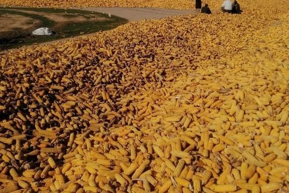 الزراعة تعلن فتح منافذ جديدة لاستيعاب الكميات المتزايدة من الذرة الصفراء